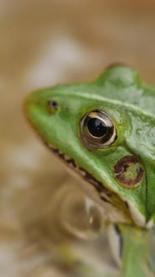 Closeup of a Green Frog Eye in Natural Habitat Vertical Video