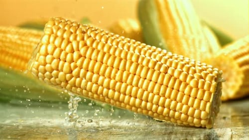 A Cob of Corn Falls on a Wet Table Filmed on a Highspeed Camera at 1000 Fps