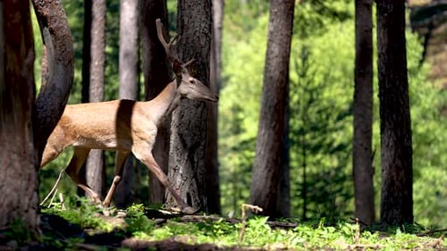 Deer Running In Forest Farm