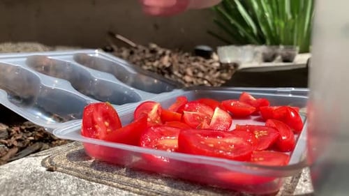 Jardinage printanier dans la cour. Ramasser à la main des tomates rouges tranchées et les étaler
