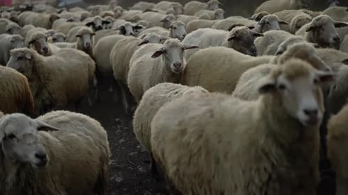 Dusty Rural Road Revealing Migrating Sheep Herd Powerful Slowmotion Footage Tracking Livestock