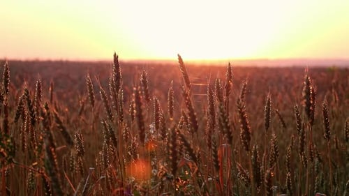 Close-Up Wheat Spikes Glowing in Warm Sunlight