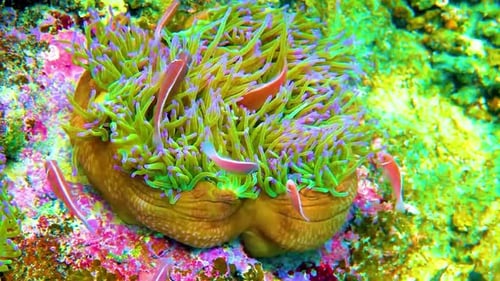 Underwater Reverie: Immersed in the Beauty of Sea Fish in Clear Waters 4K