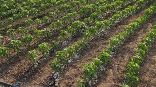 Green Young Peppers Growing in a Field