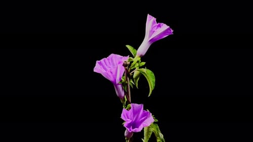 Blume, die auf schwarzem Hintergrund blüht 4K