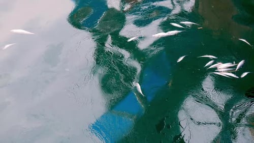 Dead fish floating in the harbor ocean water due to toxic spills