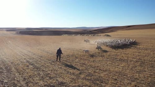 Vue aérienne d'une journée d'été de centaines de moutons blancs marchant vers le berger avec un chien et un âne