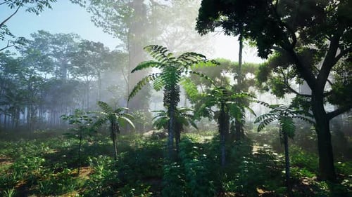 Dentro de una selva tropical cubierta de musgo verde brillante