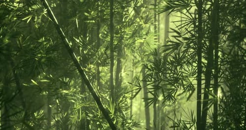 Bamboo Forest with Sunlight Filtering Through Leaves in a Serene Setting