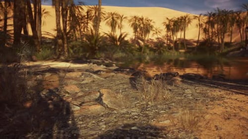 Lush Palms Surrounding a Tranquil Lake in a Desert Oasis During Daylight