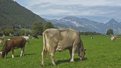 Cows are Grazing on a Meadow Cattle Cow Pasture in a Green Field Dairy Cattle at Pasture on Hill in