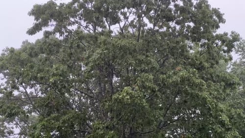 Heavy Torrential Rain in a Deciduous Forest
