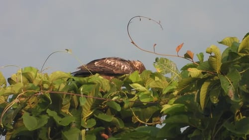 Eagle in tree UHD MP4 4k video.