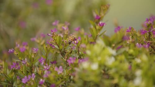 Une abeille reçoit du miel et continue à en chercher