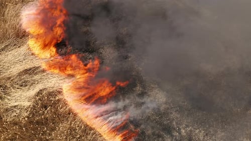 Burning of Vegetative Growth with Dense Black Smoke Above
