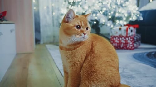 Ginger British Shorthair Cat Posing Near Christmas Tree