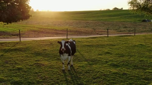 Black and white Holstein cow in meadow during sunset looks directly at drone camera