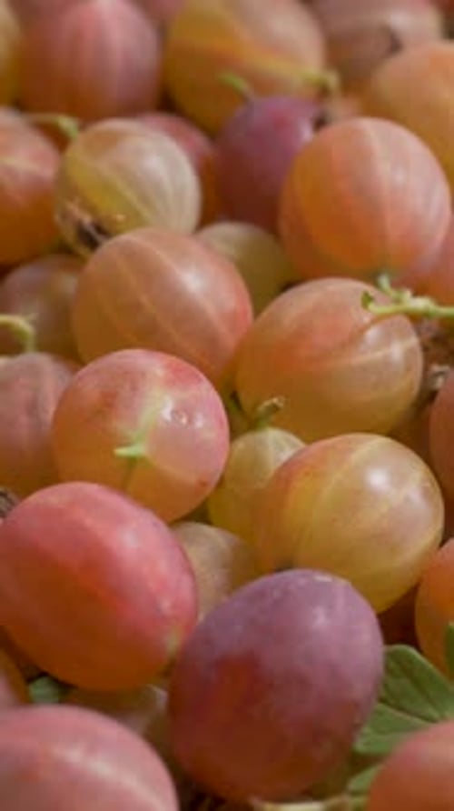 Gooseberries, Fresh and Ripe, on a Pile