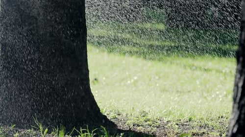 A garden sprinkler sprays water into the air, with sunlight reflecting off the droplets in a green p