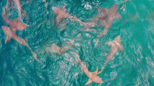 Aerial top view a Nurse sharks - Ginglymostoma cirratum