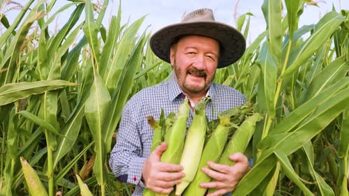 Farmer Harvests Fresh Corn in a Vibrant Green Field in Summer Sunshine
