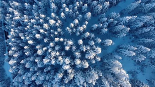 Top View Of Snowy Pine Trees In The Mountain Forest At Winter. - aerial screwdriver shot