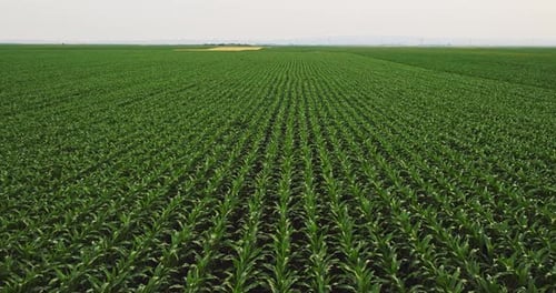 An aerial shot of corn field ripening at spring season, agricultural landscape