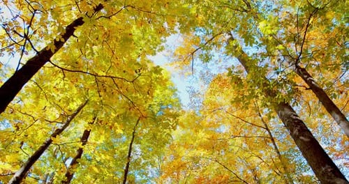 Looking Up At Sun Through Forest Trees, Beautiful Autumn Scene Slow Motion