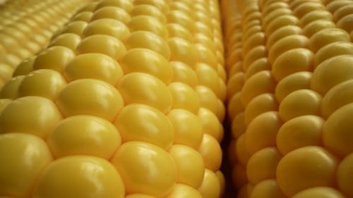Fresh Yellow Corn Cobs Close-Up