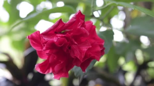 the beauty of red flowers blowing in the wind