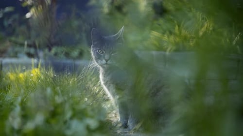 Alert Gray Tabby Cat Sitting in Green Grass