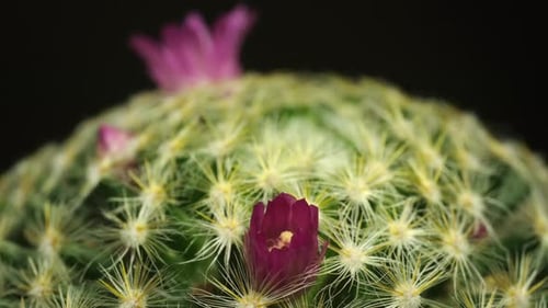 Close Up Of Cactus Plant Blooming Purple Flowers