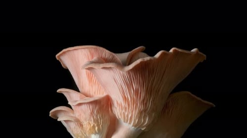 Oyster Mushrooms Growing on Black Background