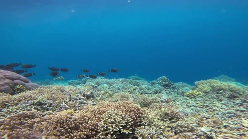 a school of small reef fish swimming gracefully over vibrant coral formations.