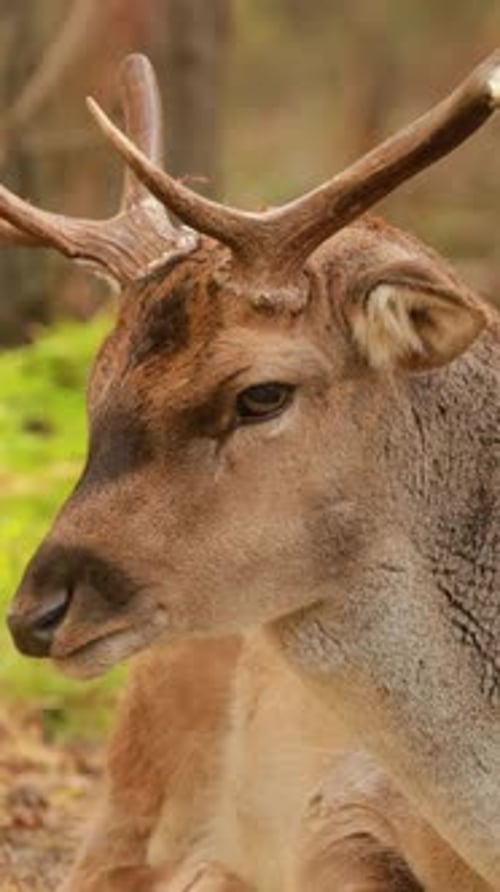 Close Up of a Deer in the Woods