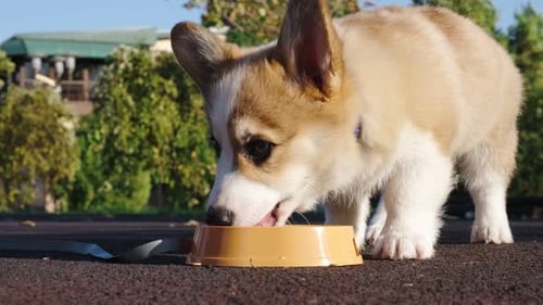 Small Pembroke Welsh Corgi puppy drinks water from a plastic bowl in a city park on a sunny day. Hap