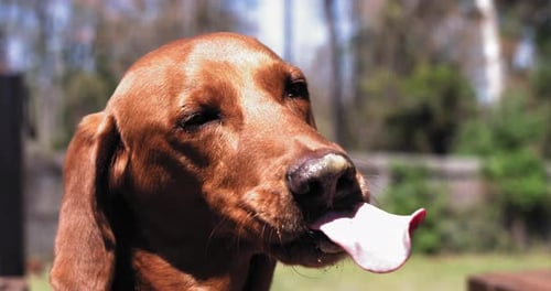 Dog licks peanut butter from his nose repeatedly