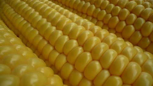 Golden Yellow Corn on the Cob Close Up