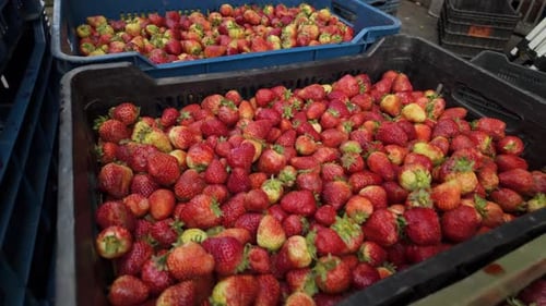 Close-up of a large ripe strawberry in fruit crates at the market.