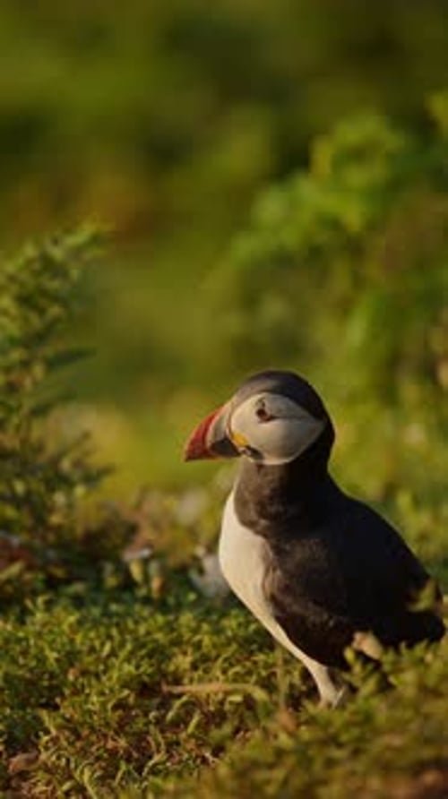Portrait en gros plan vertical de macareux de l'Atlantique, vidéo verticale sur les oiseaux de macareux de l'Atlantique pour les réseaux sociaux