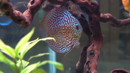 Deep red turquoise Discus fish in aquarium chased by another discus fish.