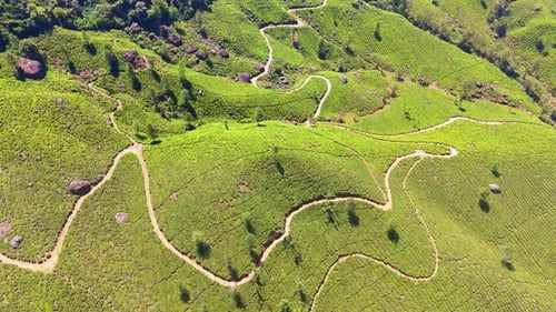 Munnar Tea Garden Drone Kerala drone landscape