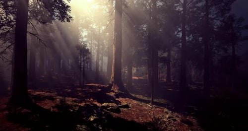 Misty Forest with Sunlight Filtering Through Tall Trees During Golden Hour