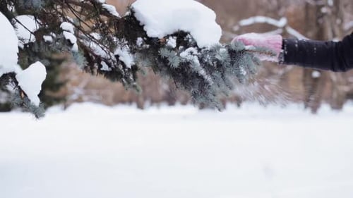 Hand brushes snow from evergreen branch in winter