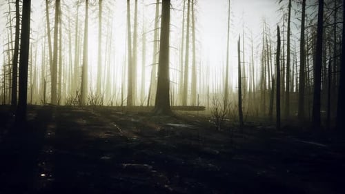 Smoke in Forest Caused By Deforestation