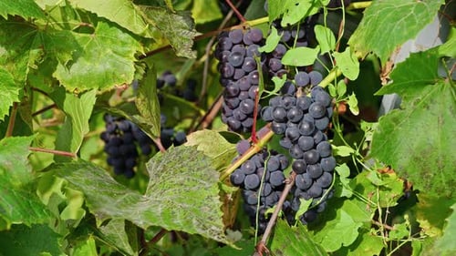 Raisins mûrs prêts à être récoltés sur le vignoble