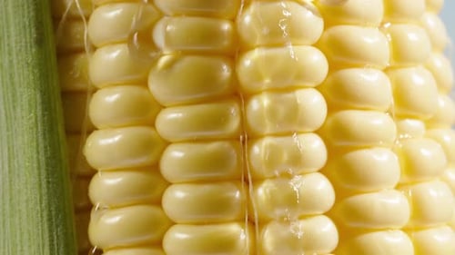 Corn cob and green leaf, a drop of water flows down the grains, macro shot. The camera slides down.