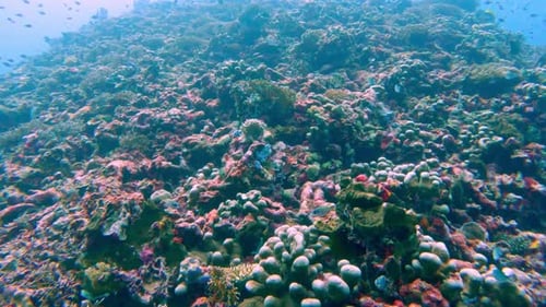 Beautiful Underwater Colorful Tropical Reef with Sea Fish