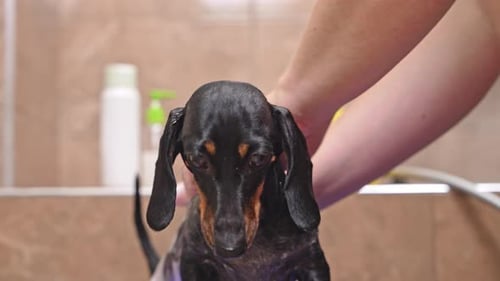 Dachshund Puppy Getting a Bath in the Bathroom
