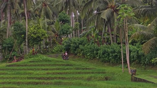 Balinese villagers riding motorcycles through green rice paddies